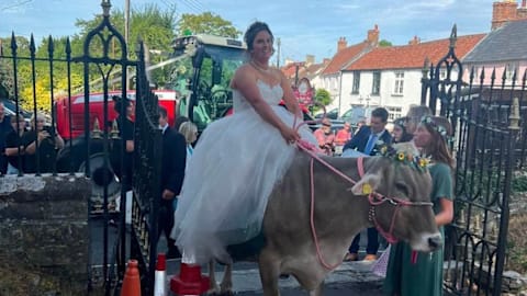 Farmer bride rides her favorite cow to own wedding