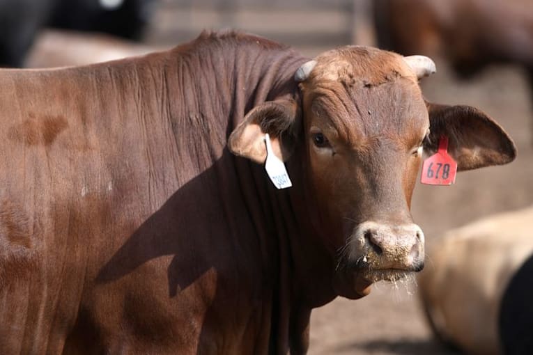 Trump says he signed proclamation to address 'unreasonably' high beef prices