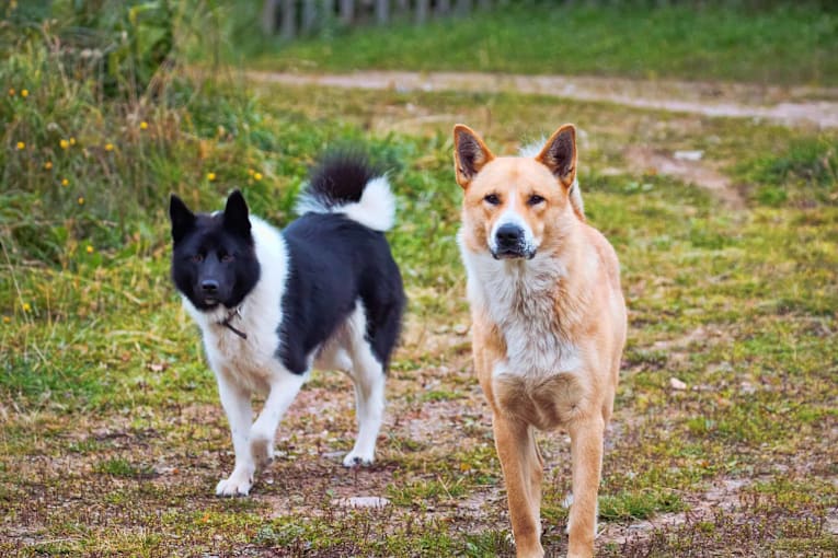 That 'guilty look' isn&rsquo;t guilt &mdash; here&rsquo;s what your dog is really saying
