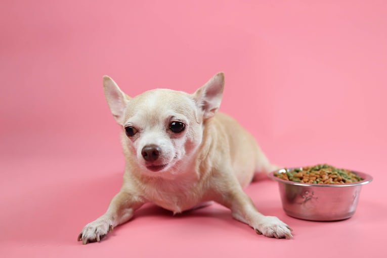 Chihuahua’s sixth sense activates the moment In-N-Out is near