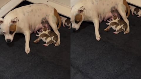 Mama dog's little baby gets separated from her and the pack, until a rescue mission reunites them