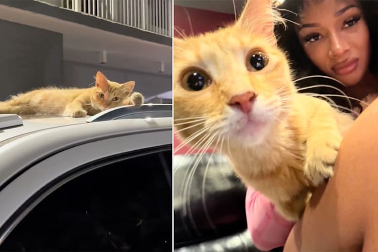 Megan Thee Stallion reveals she&rsquo;s fed and named the cat that lives outside her recording studio
