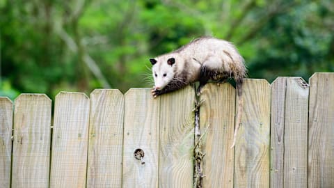 The real difference between possums snd opossums
