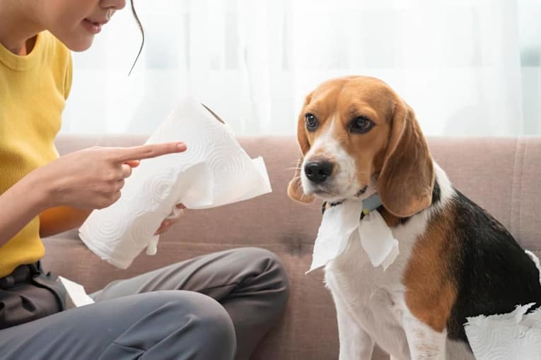 Do you have one of the 15 hardest-to-train dogs?