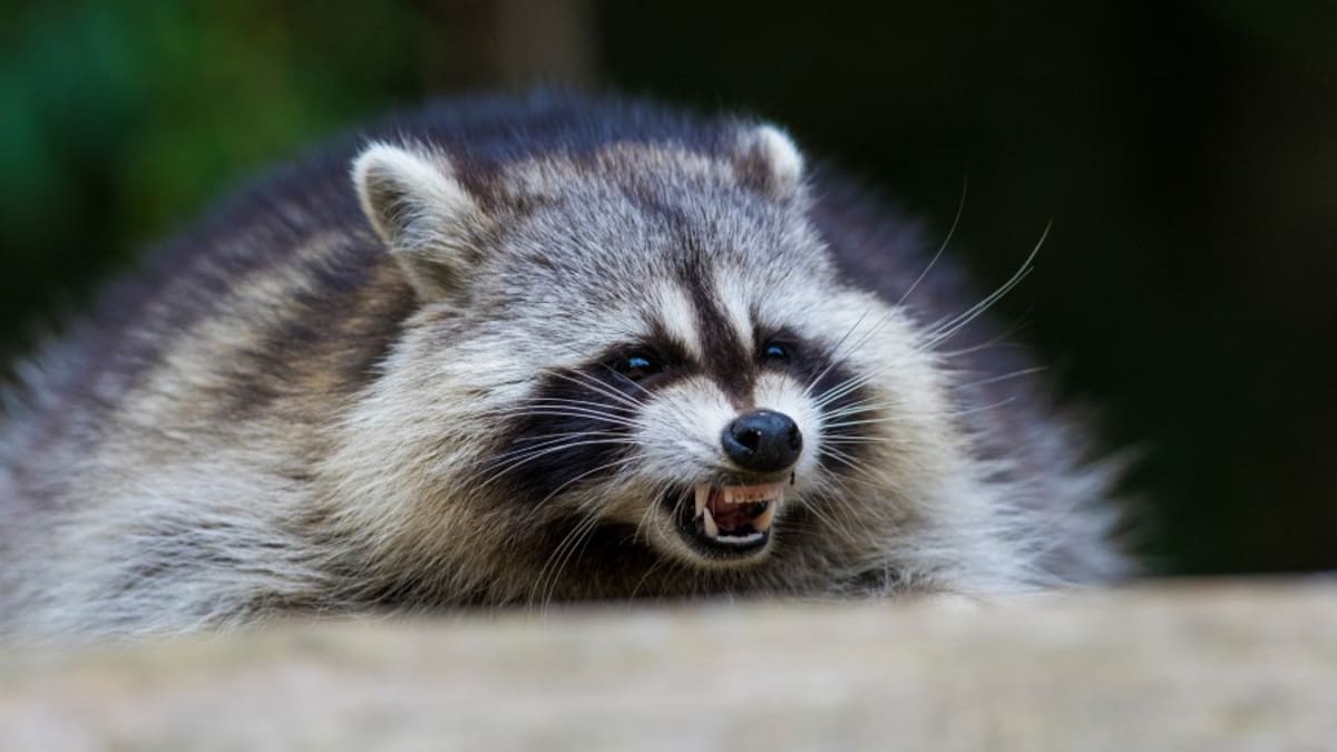 Raccoon tests positive for rabies in West Turin - AOL