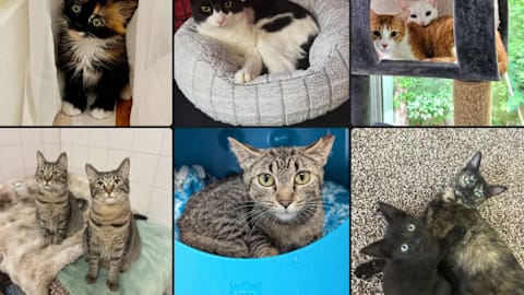 The 7 best cat rescue stories from last month