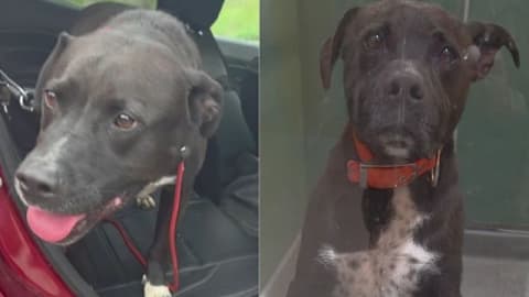 Shelter dog was no longer deemed 'adoptable' until a human refused to give up on him