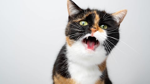 Singing Tortoiseshell Cat Performs Classic Love Song Like a Pro