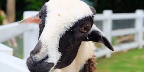 This sheep thinks he’s a dog — and we had to do a double take to spot the difference