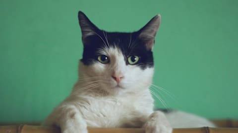 Researchers think cats could help our brains age better
