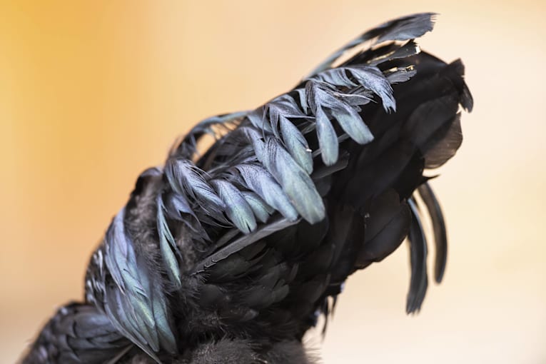 One of the &lsquo;rarest chickens in the world&rsquo; looks like a dragon in disguise