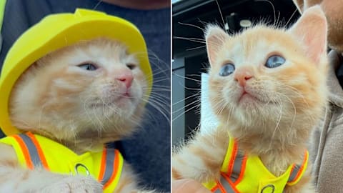 Kitten joins Ohio construction crew following rescue from excavator