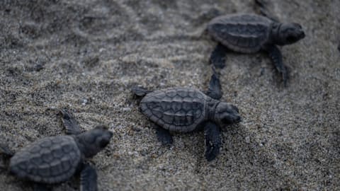 55 newborn turtles die after nearby lights lured them away from ocean water