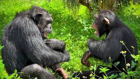 Tommy Lee treats rescue chimp to private concert the rock icon says he’ll ‘never ever forget’