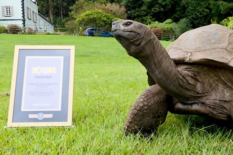 'Absolute legend': Jonathan the tortoise is breaking records at 194 years old