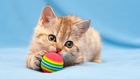 7 sleeping positions cats use when they feel totally safe