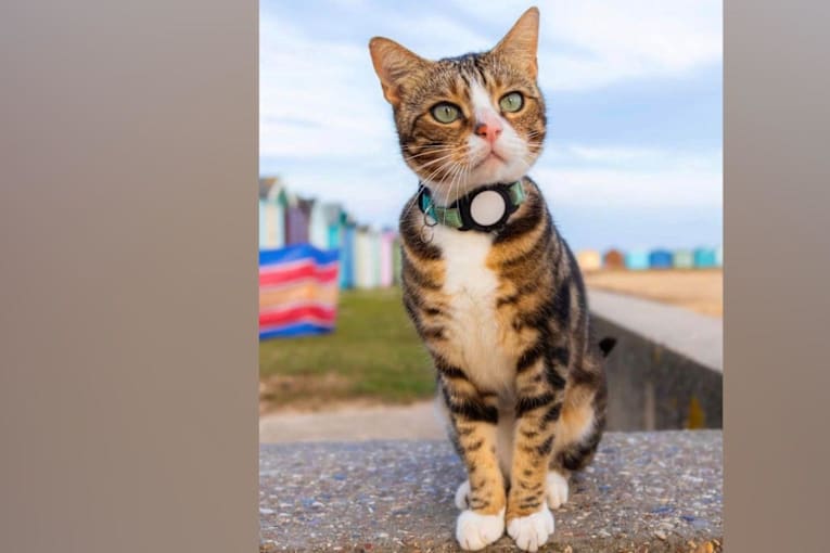 Fears grow for famous cat named Max after 6 weeks missing