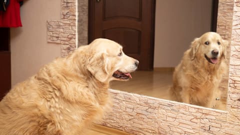 Golden retriever shocked to see his reflection in the mirror
