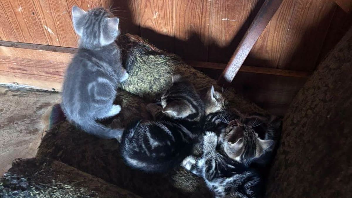 Elderly man found living with 40 cats and kittens