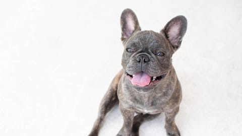 How a French Bulldog's Nail Trim Became a Dance Party with Pitbull's 'Fireball'