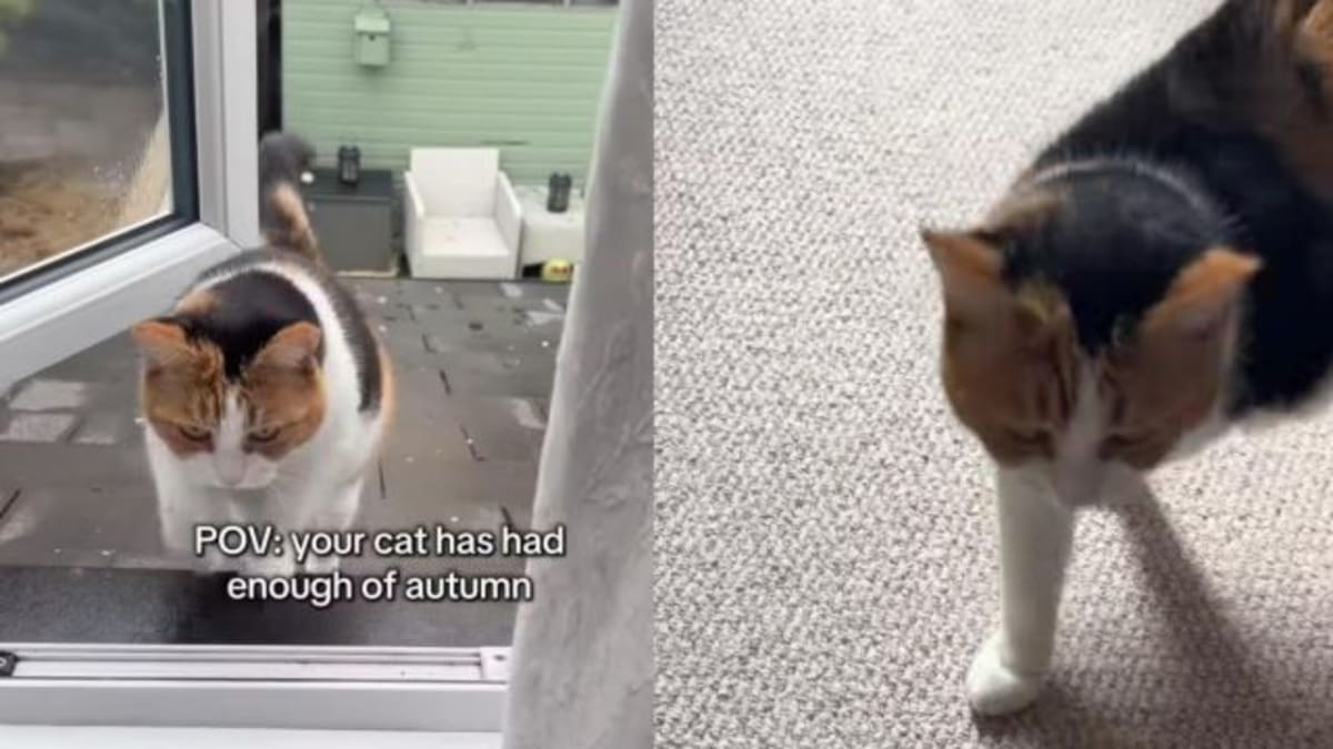 New Photo - Cat Has Had It With the Weather & Is Taking Her Complaints Straight to Her Human