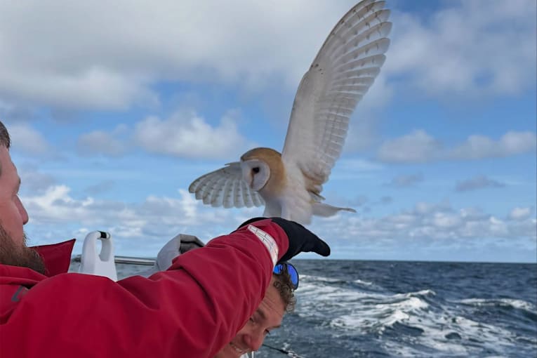 Owl stranded in open water 70 miles from shore finds ‘nothing short of a miracle’ while stuck at sea