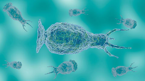 Teen critically ill from rare amoeba found in freshwater: Officials