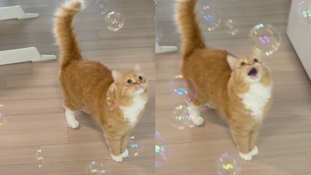 Cat Watches Bubbles With Wide Eyes & Meows Like He’s Witnessing Something Magical