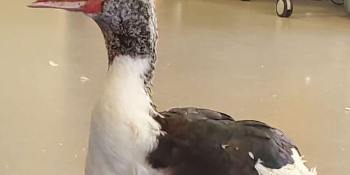 Footless duck named Stu gets prosthetic feet: 'Super excited'