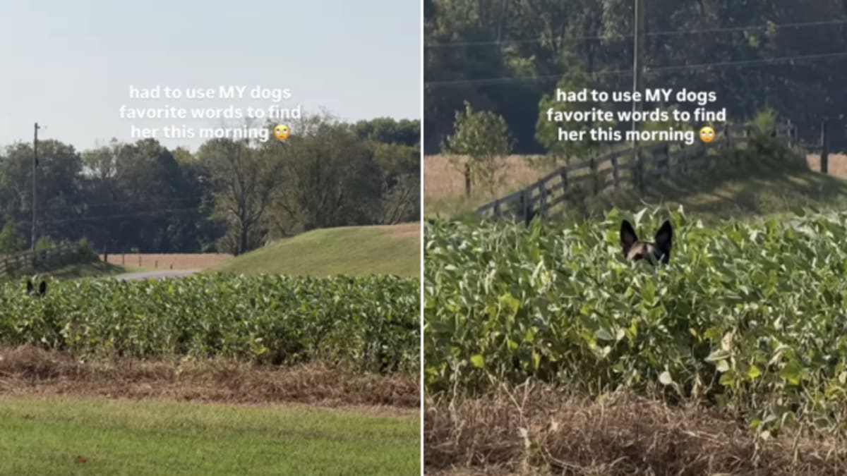 dog reacts to dad