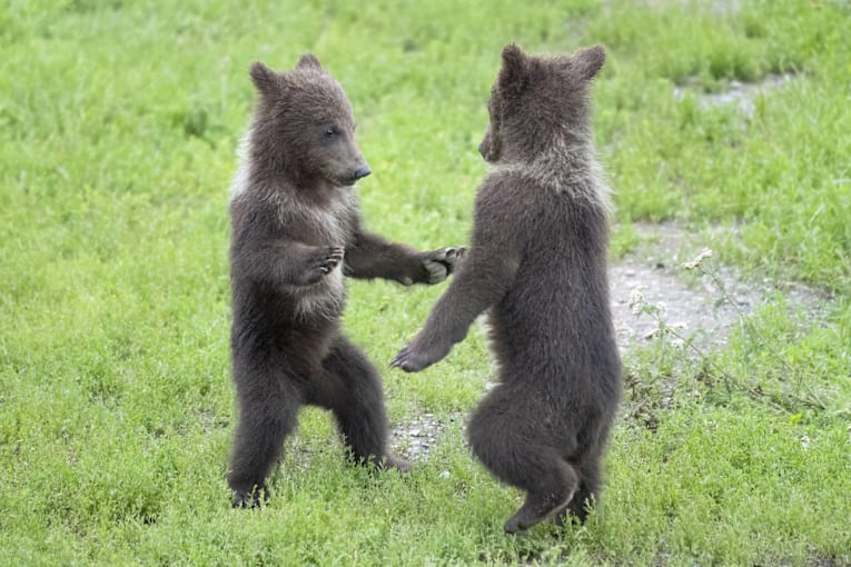 Black bear cubs have a growly play fight in while mom grazes like nothing's happening