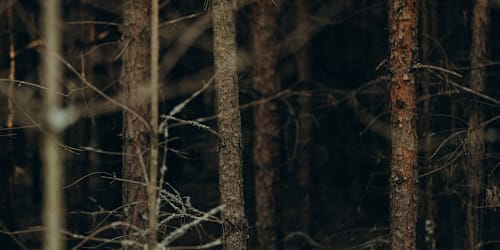 Newlyweds found hanging from tree; family claims couple were 'raped and murdered'

