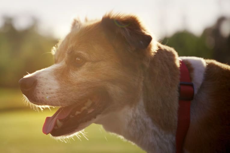 Chris Evans celebrates &lsquo;undying friendship&rsquo; with rescue dog Dodger in new campaign