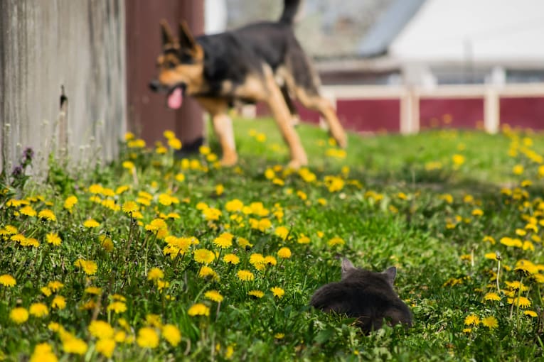 German shepherd mix thinks she&rsquo;s being stealthy while gopher completely plays along

