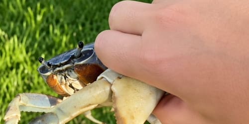 Florida dog finds a crab holding a knife — because claws apparently weren't enough