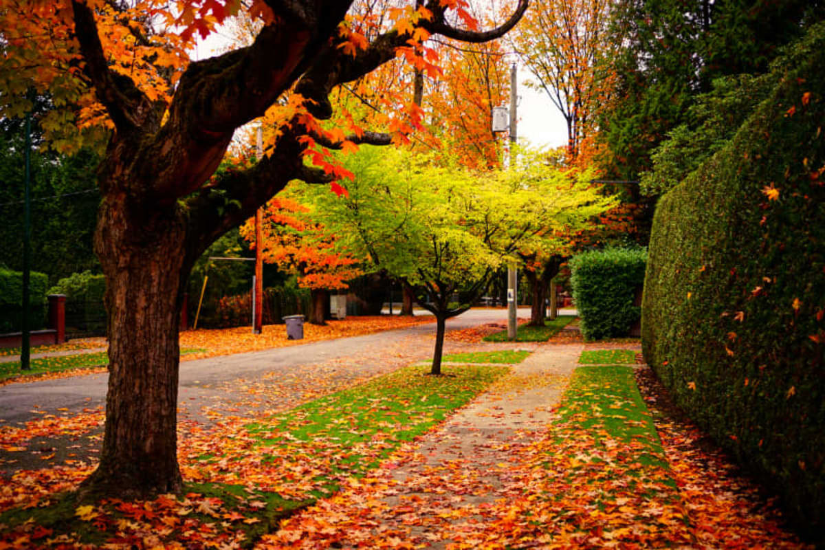 This Interactive Map Predicts Peak Fall Foliage in Your Area for 2026 - AOL