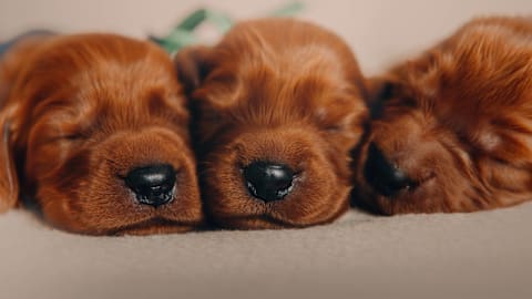 Litter of Irish setter puppies snuggling together sound just like purring kittens
