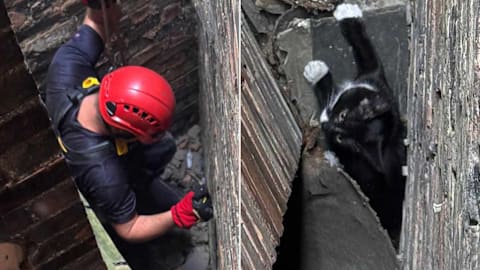 Curious kitten rescued through small gap after getting wedged between 2 buildings