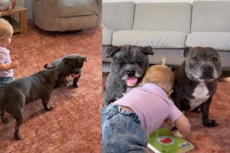 Dog can&rsquo;t get enough of his new twin toy and wants little girl to join the fun
