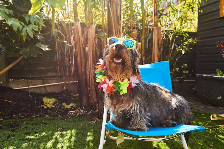 The 7 vet-approved ways to celebrate National Dog Day without overheating your dog in the August heat