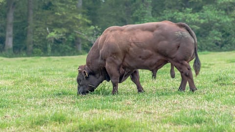 2,800-pound and human-sized: Meet the world’s buffest cow
