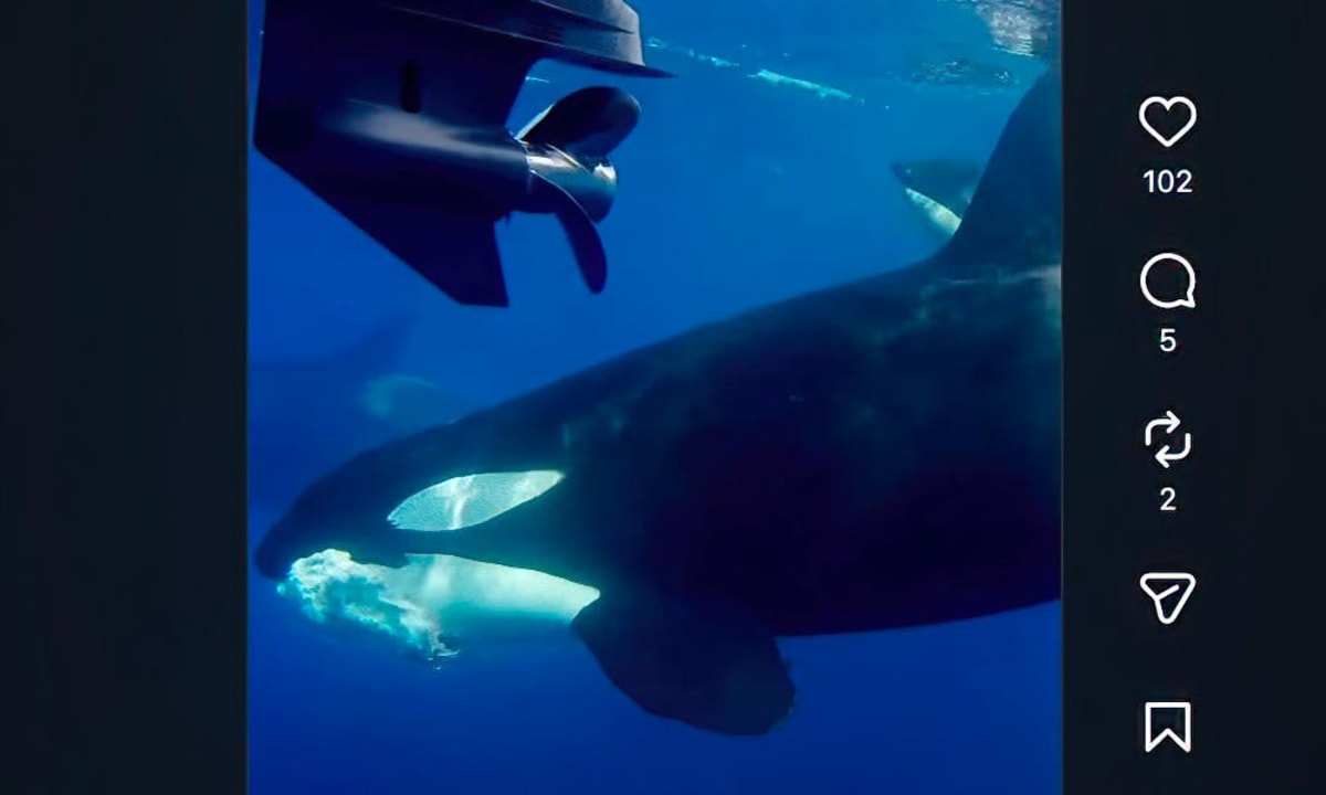 Orcas kill 60-foot fin whale in stunning predation event off San Diego