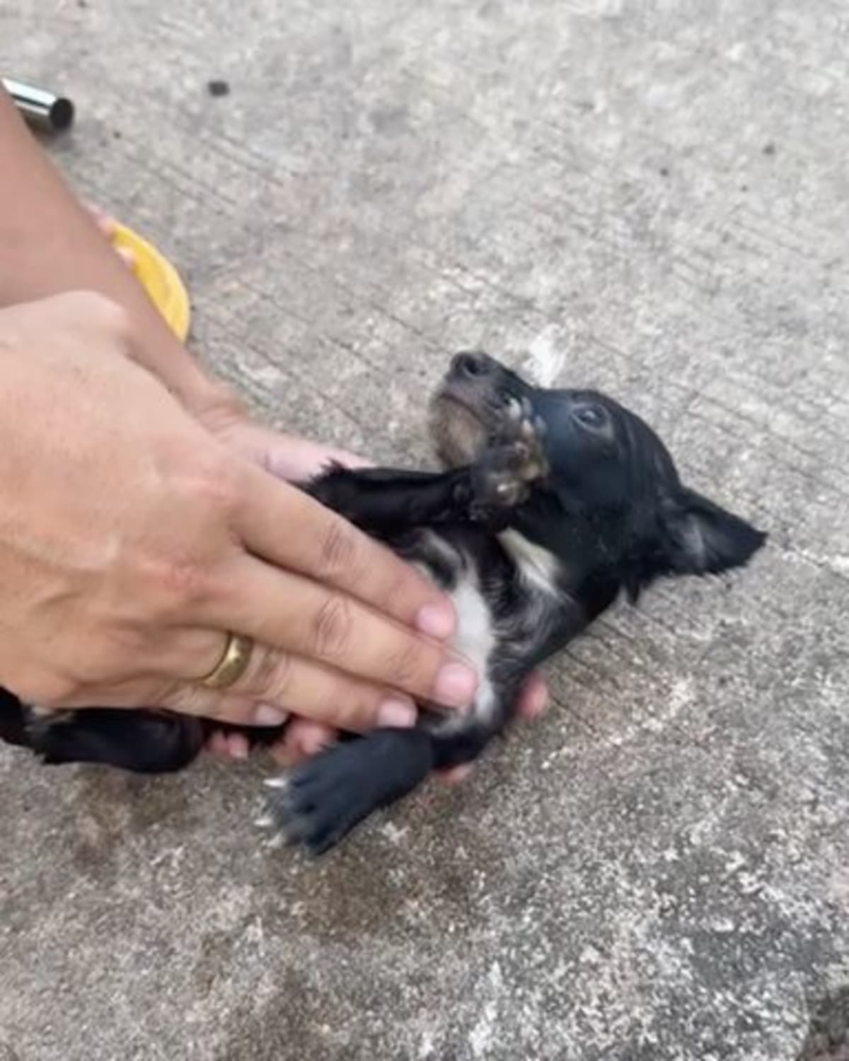 Drowning Puppy Saved from Lake and Brought Back to Life by Fisherman Using CPR in Remarkable Video