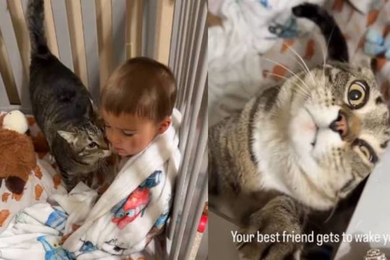 Cat’s morning ritual with toddler in crib is too adorable to miss