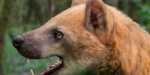 Spanische Forschende entdecken in Katalonien neue Bärenhund-Art vor 15,9 Mio. Jahren