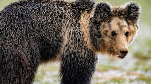 Wild bear shocks hotel guests by crashing into an occupied room and drinking bottled water from the lobby