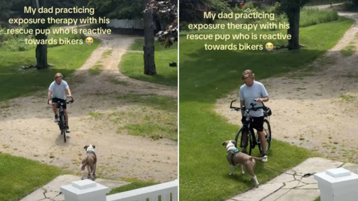 Pups Rescue Help Rescue Dog Struggles Around Cyclists & So His Dad Gets on a Bike to ...