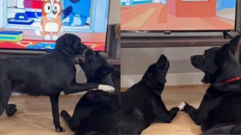 Dog wants to play, but furry sibling is too busy watching TV