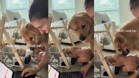 Mom finds '2 needy co-workers' in golden retriever and baby