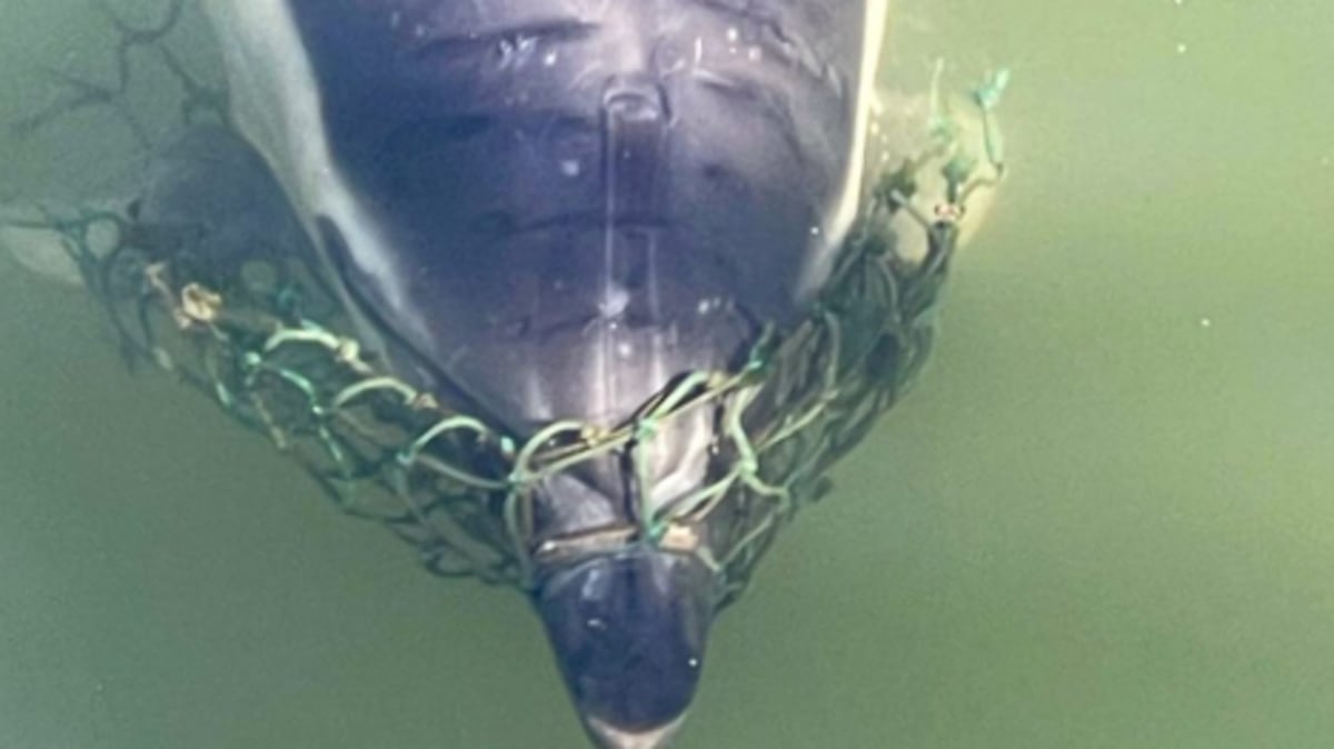 River dolphin released from netting found dead